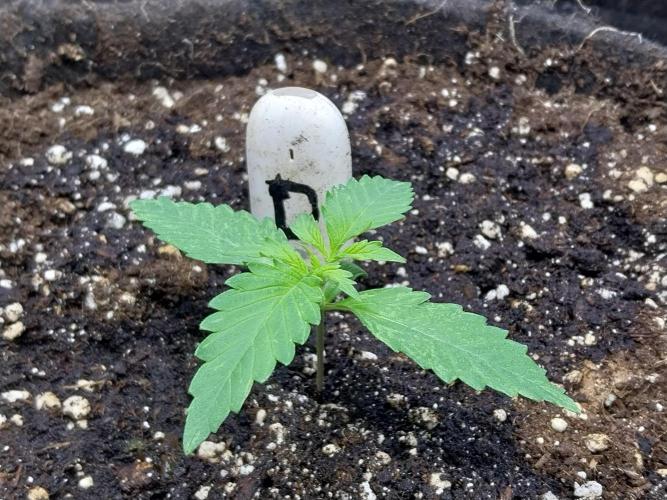 kongette. Week 1 - 25/01