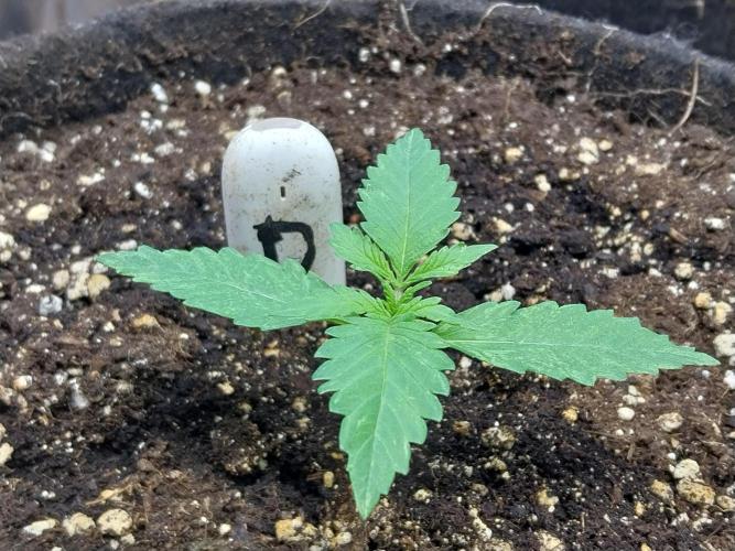 kongette. Week 1 - 26/01