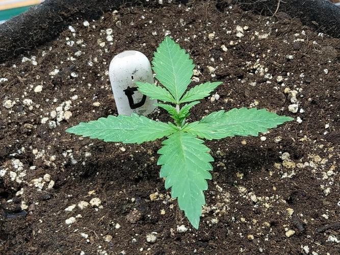 kongette. Week 1 - 27/01 