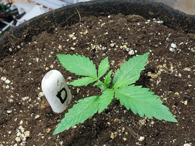 kongette. Week 1 - 27/01 