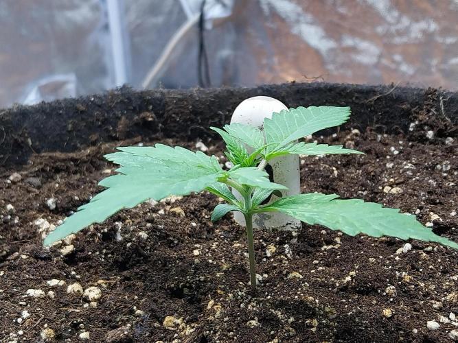 kongette. Week 1 - 27/01 