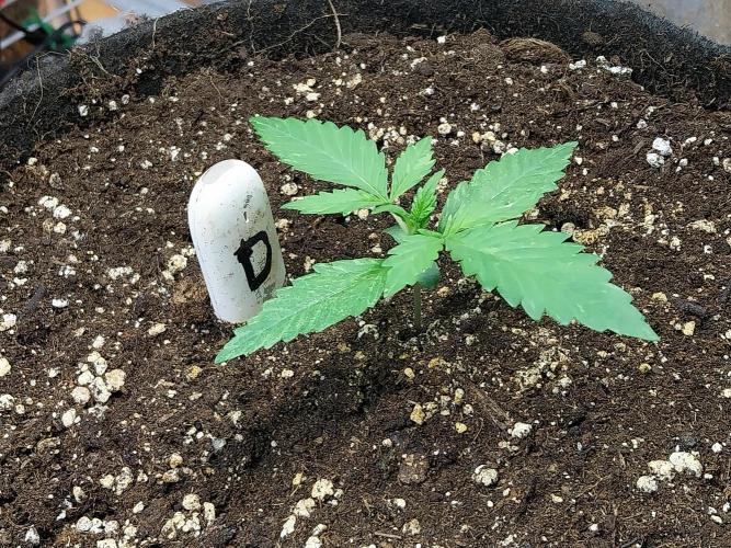 kongette. Week 1 - 27/01 