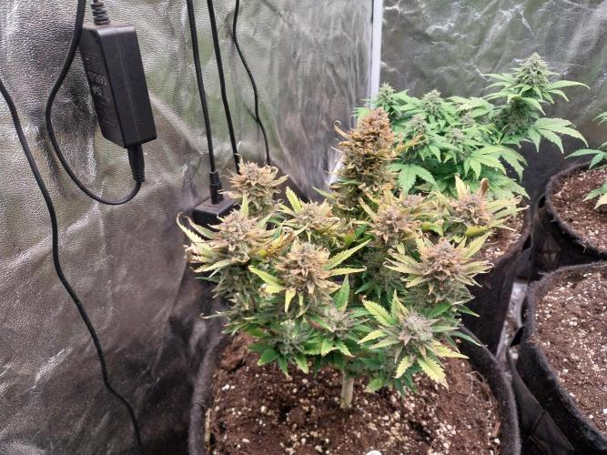 Pierrette de la lune 2. Week 12 - 22/01