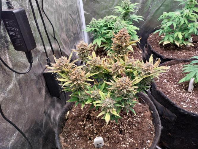 Pierrette de la lune 2. Week 12