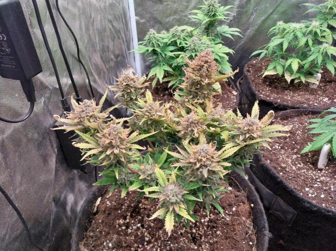 Pierrette de la lune 2. Week 12