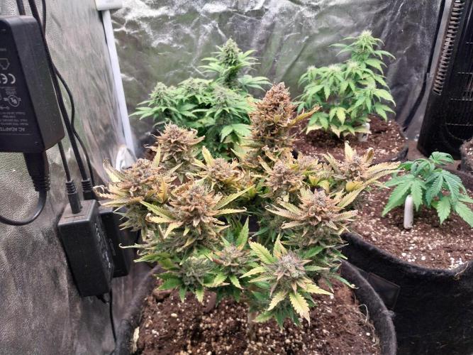 Pierrette de la lune 2. Week 12