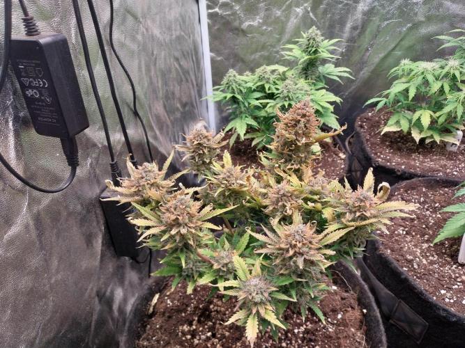 Pierrette de la lune 2. Week 12