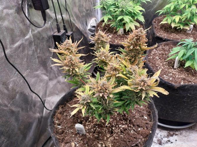 Pierrette de la lune 2. Week 12