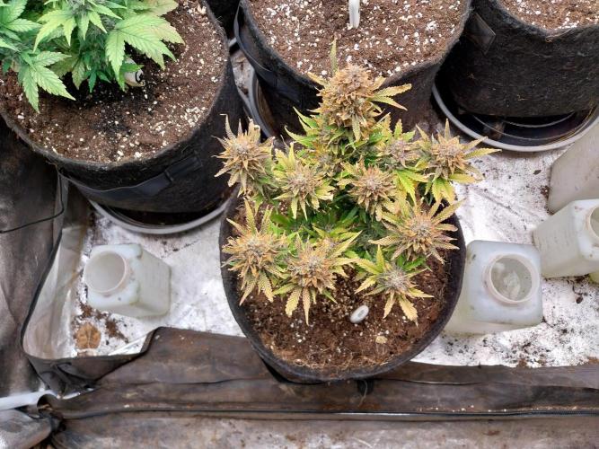 Pierrette de la lune 2. Week 12