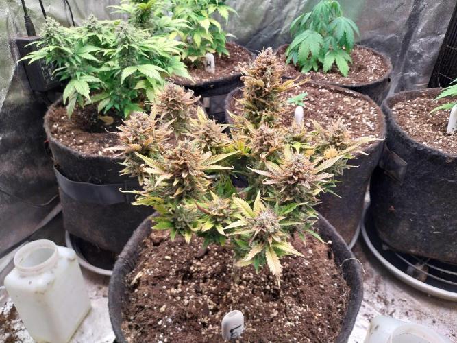 Pierrette de la lune 2. Week 12