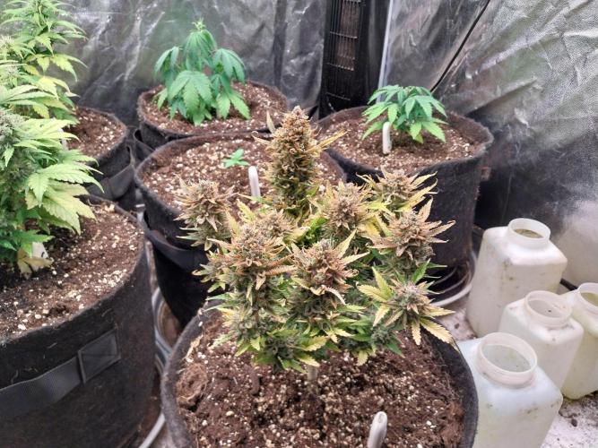 Pierrette de la lune 2. Week 12