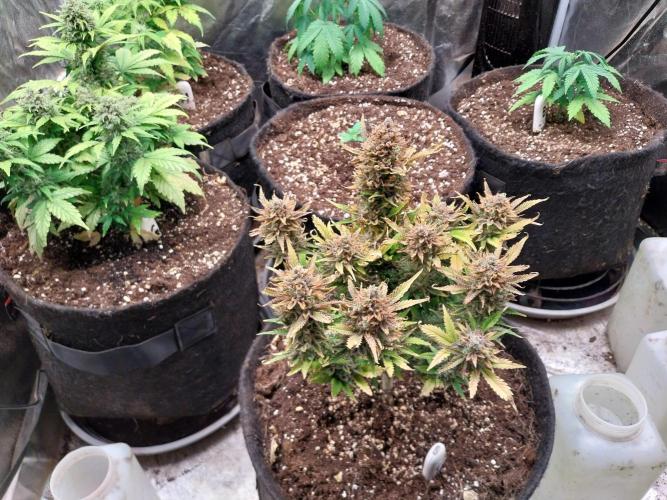 Pierrette de la lune 2. Week 12