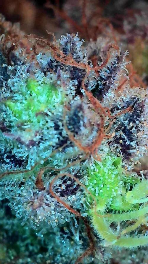 Pierrette de la lune 2. Week 12