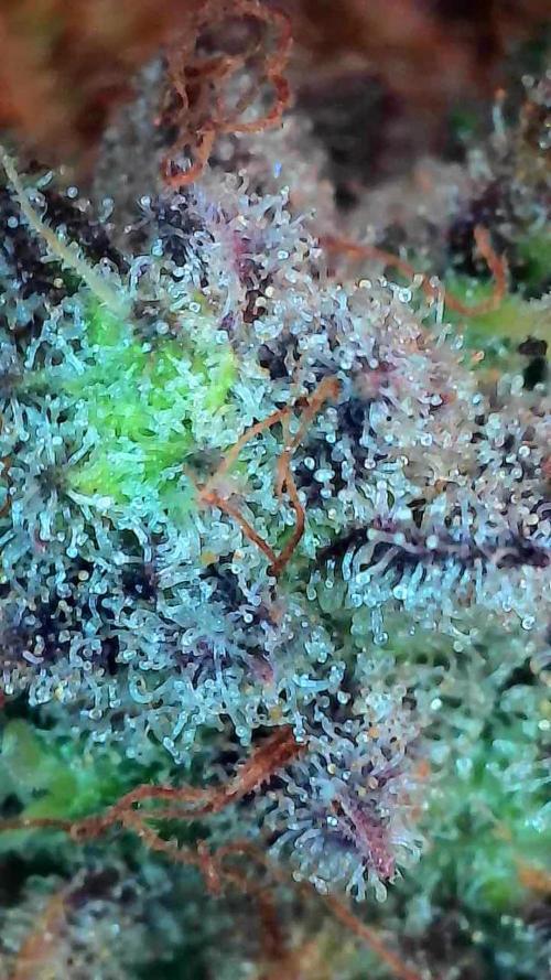 Pierrette de la lune 2. Week 12