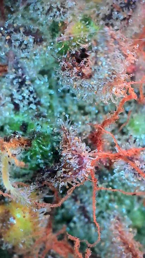 Pierrette de la lune 2. Week 12