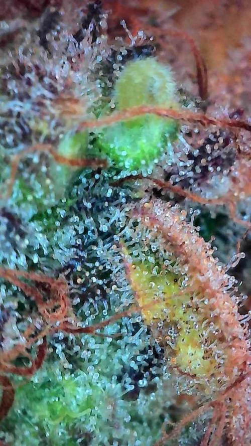 Pierrette de la lune 2. Week 12