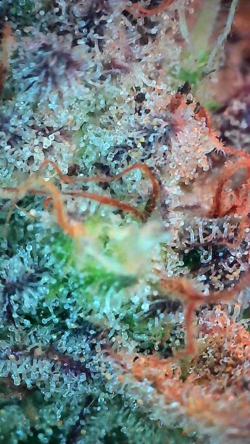 Pierrette de la lune 2. Week 12