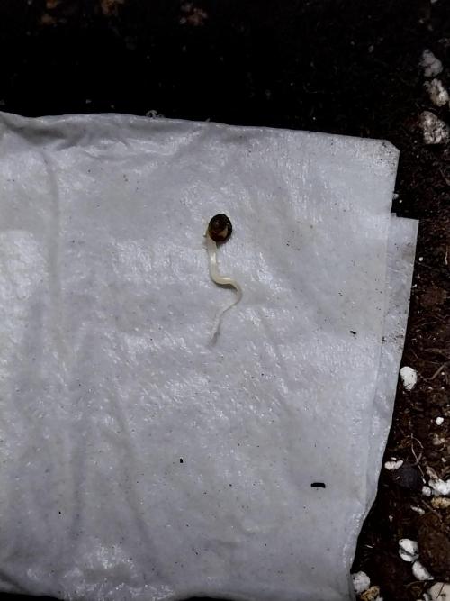 Lassape Ollogie. Week 0 - 24/01