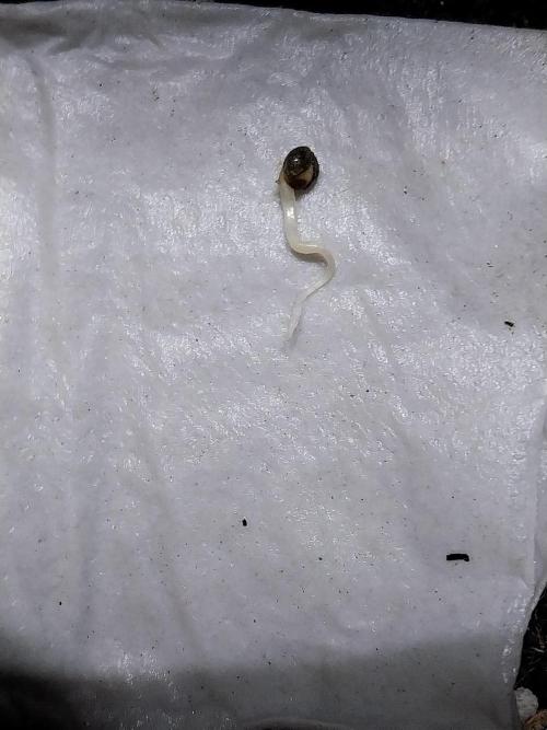 Lassape Ollogie. Week 0 - 24/01