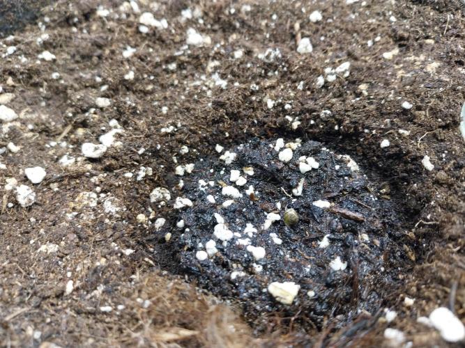 Lassape Ollogie. Week 0 - 26/01