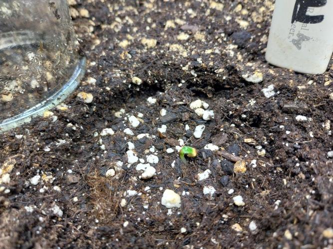 Lassape Ollogie. Week 0 - 28/01 