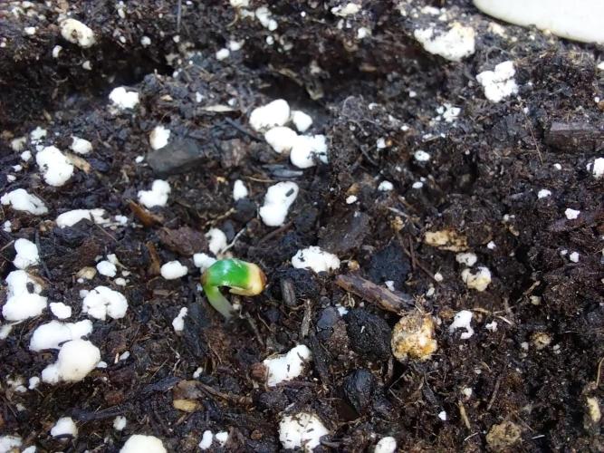 Lassape Ollogie. Week 0 - 28/01