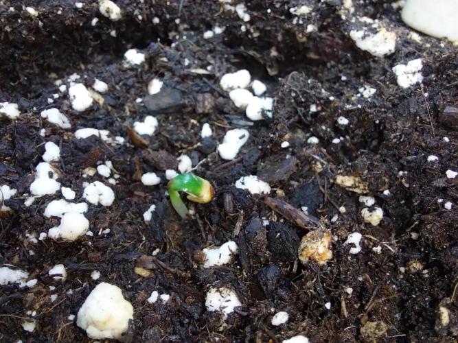 Lassape Ollogie. Week 0 - 28/01