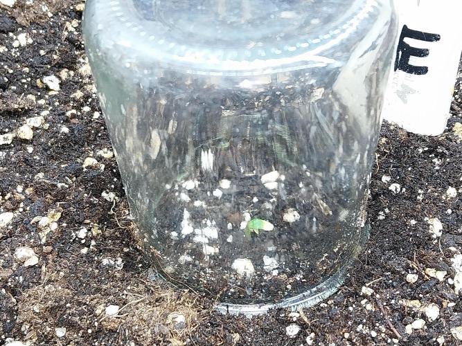 Lassape Ollogie. Week 0 - 28/01