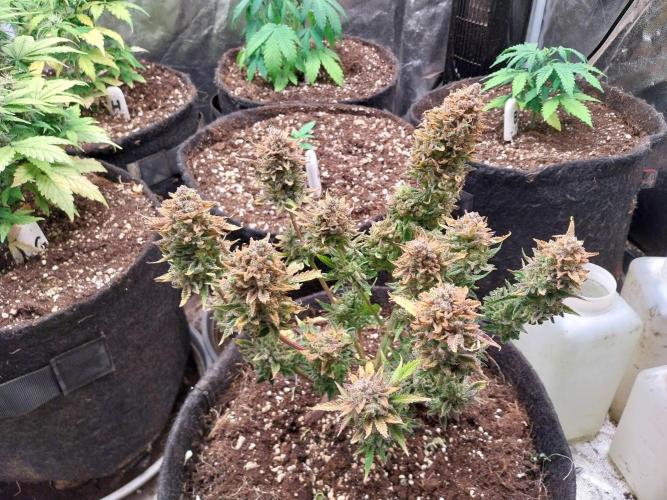 Pierrette de la lune 2. Week 13 - 29/01