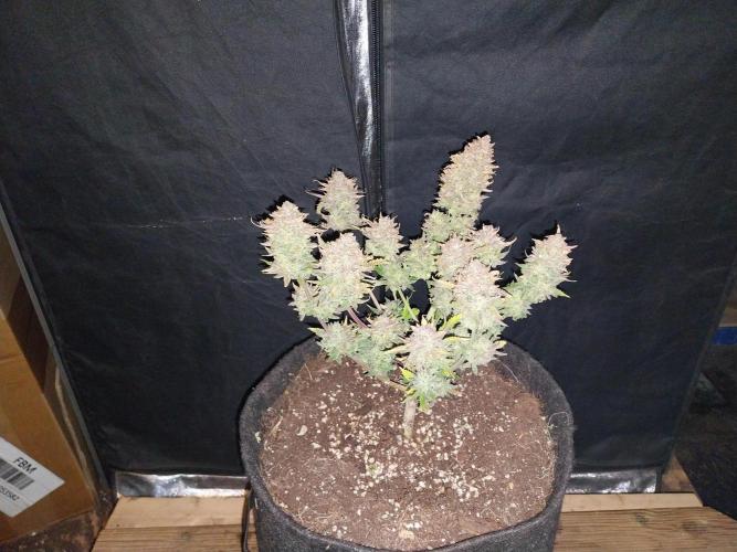 Pierrette de la lune 2. Week 13 - 29/01