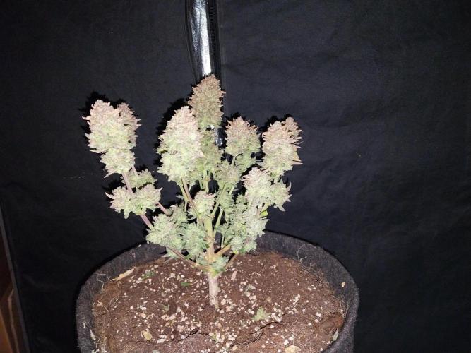 Pierrette de la lune 2. Week 13 - 29/01