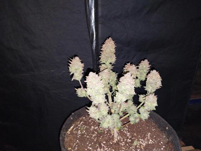 Pierrette de la lune 2. Week 13 - 29/01