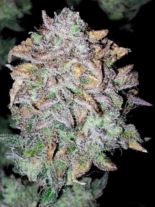 Pierrette de la lune 2. Week 13 - 29/01