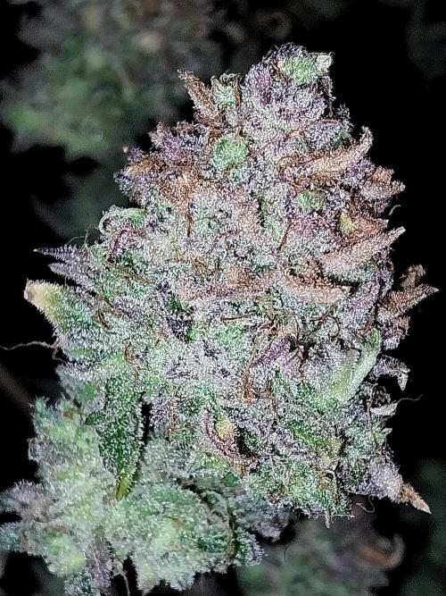 Pierrette de la lune 2. Week 13 - 29/01