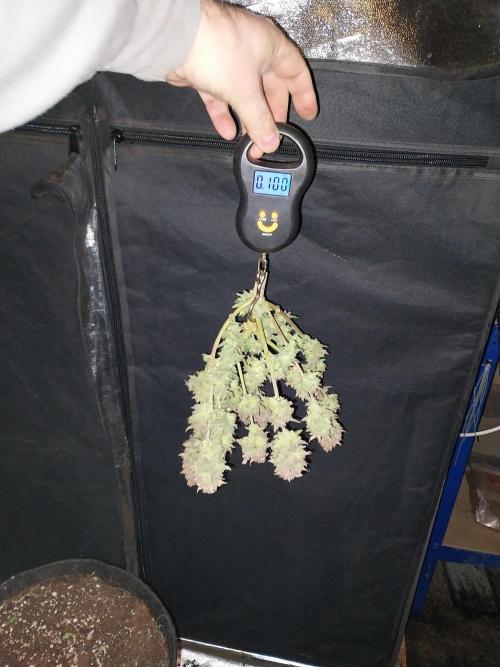 Pierrette de la lune 2. Week 13 - 29/01