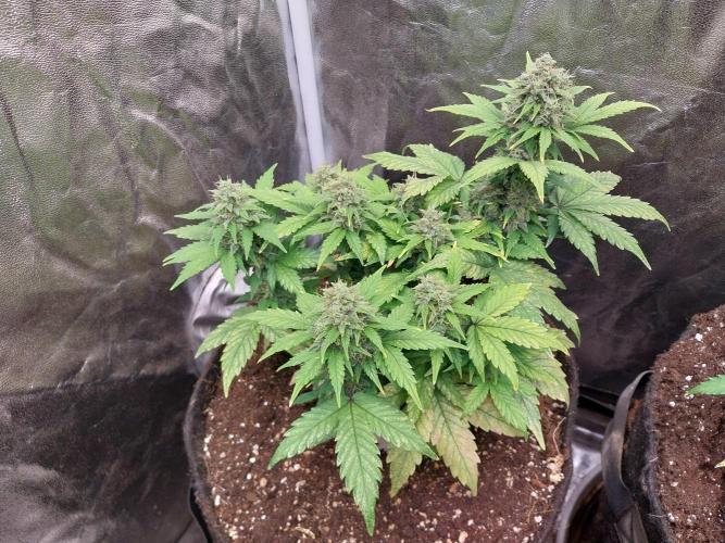 Quoitesqueu. Week 11 - 23/01