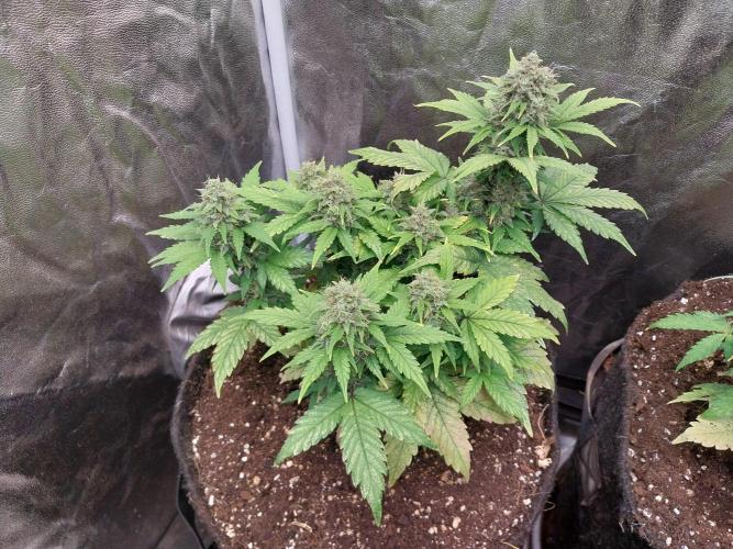 Quoitesqueu. Week 11 - 24/01