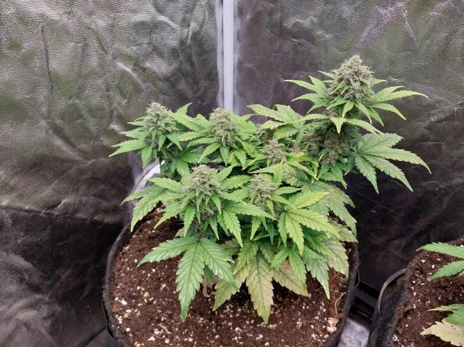 Quoitesqueu. Week 11 - 25/01