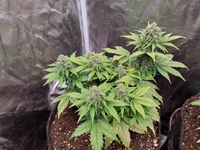 Quoitesqueu. Week 11 - 26/01