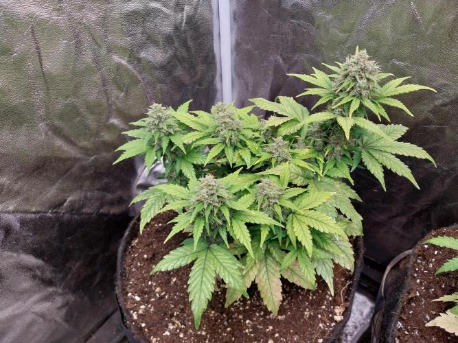 Quoitesqueu. Week 11 - 27/01