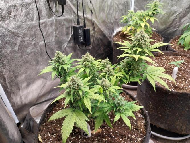 Quoitesqueu. Week 11 - 29/01