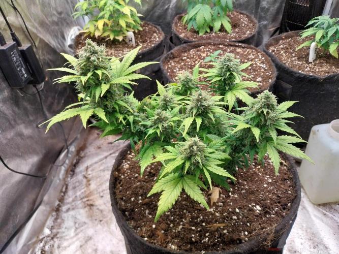 Quoitesqueu. Week 11 - 29/01