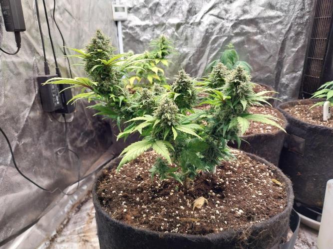 Quoitesqueu. Week 11 - 29/01