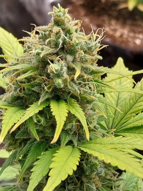 Quoitesqueu. Week 11 - 29/01