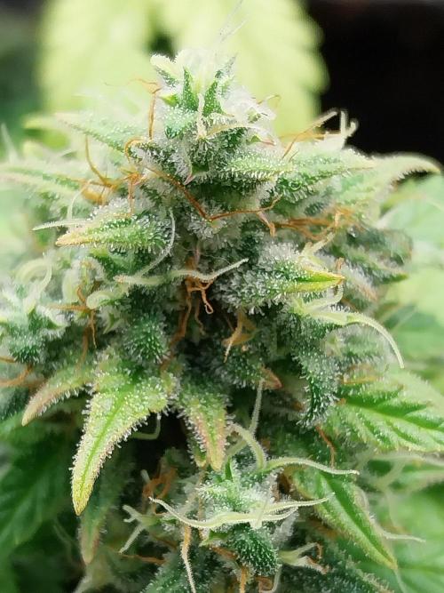 Quoitesqueu. Week 11 - 29/01