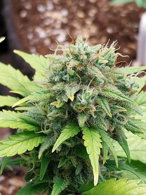 Quoitesqueu. Week 11 - 29/01