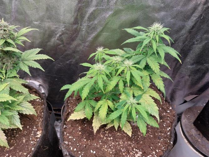 habannon. Week 8 - 24/01