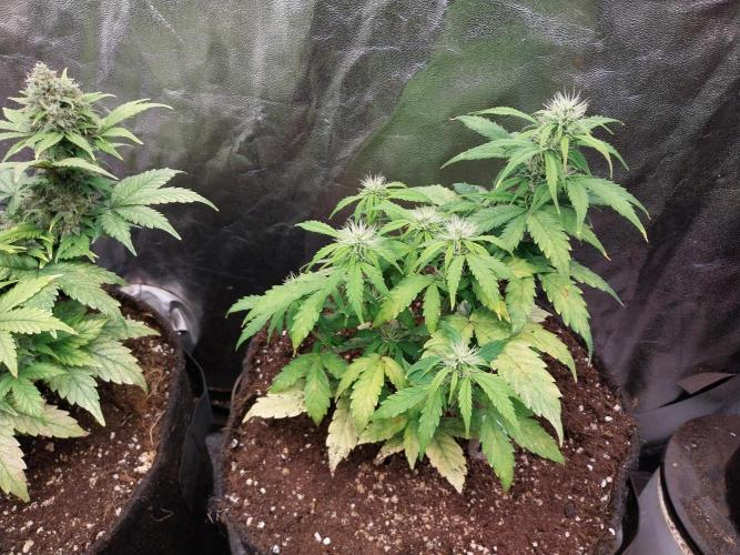 habannon. Week 8 - 25/01