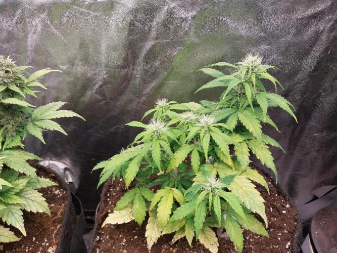 habannon. Week 8 - 26/01