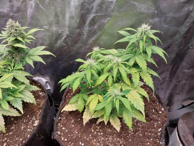 habannon. Week 8 - 27/01